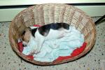 Puppy, Puppy in a wicker basket, sleeping, let sleeping dogs lie