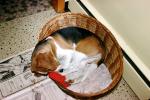 Puppy in a wicker basket, sleeping, let sleeping dogs lie, ADSV04P03_07