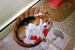 Puppy in a wicker basket