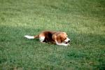 Dog Chewing a Bone, lawn, backyard, ADSV04P03_10