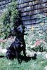 Black Dog in the backyard, ADSV04P05_02