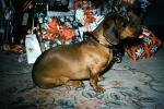 Dachshund, Wiener Dog, Presents, small dog breed, 1950s, ADSV04P05_04