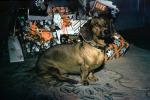 Dachshund, Wiener Dog, Presents, small dog breed, 1950s, ADSV04P05_05