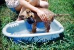 Puppy, Bath, Cute, hands, Wet, water, backyard, 1950s