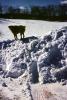 Snow, Cold, Ice, dog on a mound
