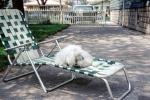Backyard, Lounge Chair, Poodle