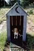 Beagle, Doghouse, sitting, backyard, crescent moon