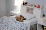 Dog sleeping in bed, ADSV04P06_07