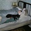 Sleeping boy, sleeping dog, bed, radio, blanket, pillows, 1950s
