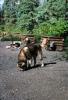 Alaska Dog Sled Team in the Summer, ADSV04P09_03
