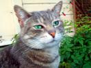 Green eyed cat, AFCD01_007