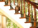 Cat on a Staircase, Steps, AFCD01_015