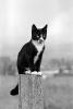 Gabrial, cat on a fence pole, AFCPCD0658_109