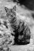 Whiskered Cat Stares, AFCPCD0663_041