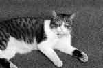 My Cat, Mortimer, AFCPCD3307_026
