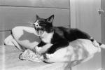 Cat Yawns, yawning, AFCPCD3344_141