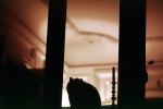 Black Cat in the Window, AFCV01P02_10
