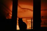 Black Cat in the Window, AFCV01P02_11