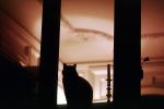 Black Cat in the Window, AFCV01P02_12
