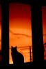 Black Cat in the Window, AFCV01P02_14.0403