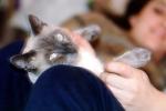 Siamese Cat, Chuck, AFCV01P02_17