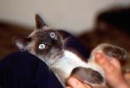 Siamese Cat, Asian, Felis catus, tanzanite-blue eyes, Chuck, AFCV01P02_18