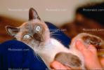 Siamese Cat, Chuck, AFCV01P02_19.1710