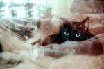 Siamese Cat, Chuck, AFCV01P03_03