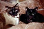 Siamese Cat, Chuck, AFCV01P03_04.1710
