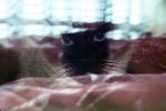 Siamese Cat, Chuck, AFCV01P03_07