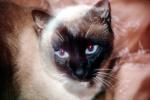 Siamese Cat, Asian, Felis catus, tanzanite-blue eyes, Chuck, AFCV01P03_08