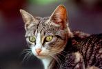 Cateye, black cat, yellow eyes, AFCV01P03_10