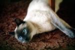Siamese Cat, Chuck, AFCV01P03_14