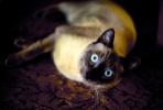 Siamese Cat, Asian, Felis catus, tanzanite-blue eyes, Chuck, AFCV01P03_15