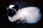 Siamese Cat, Chuck, AFCV01P04_06
