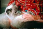 Siamese Cat, Chuck, AFCV01P04_12.1710