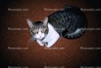 My Cat Mortimer, AFCV01P05_07.1710