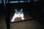 My Cat, Mortimer, AFCV01P05_11