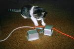 catching a mouse, My Cat, Mortimer, AFCV01P05_12.1710