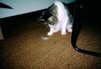 catching a mouse, My Cat, Mortimer