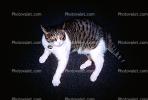 My Cat, Mortimer, AFCV01P07_05.1710
