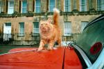 Royal  Crescent Hotel cat, Bath England