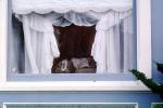 Cat in a Window, Drapes, Curtains, AFCV01P14_12
