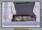 Cat in a Window, Drapes, Curtains, AFCV01P14_13