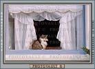 Cat in a Window, Drapes, Curtains, AFCV01P14_15