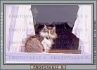 Cat in a Window, Drapes, Curtains, AFCV01P14_17