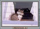 Cat in a Window, Drapes, Curtains, AFCV01P14_18