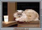 Siamese Cat, Asian, Felis catus, tanzanite-blue eyes, AFCV01P15_05