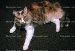 Calico, MeYou the magical cat, This was my cat for 17 years, AFCV02P01_17B.1711