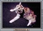 Calico, MeYou the magical cat, This was my cat for 17 years, AFCV02P01_18